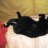 Kater Carlo 1