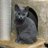 catsandgarden