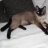 Kater Bruno