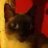 Toffie