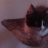 KittyJen