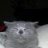 playcat