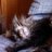 Sue_Milka