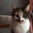 Terrorcat