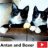 Antan and Boxer