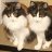 TinkaCats