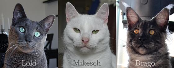 Wo finde ich jemanden der mir ein Katzennetz am balkon ...